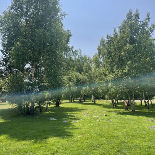 Espace arboré avec hamacs