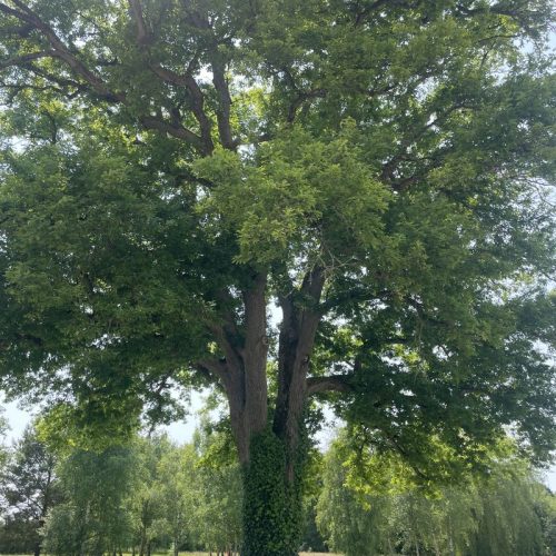 Le gand chêne de la propriété